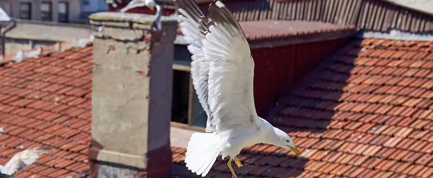 Residential Chimney Animal Removal Solution in Murray, UT
